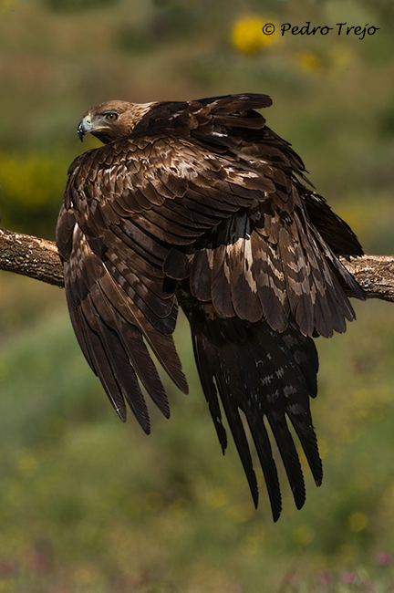 Águila real (Aguila chrysaetos)